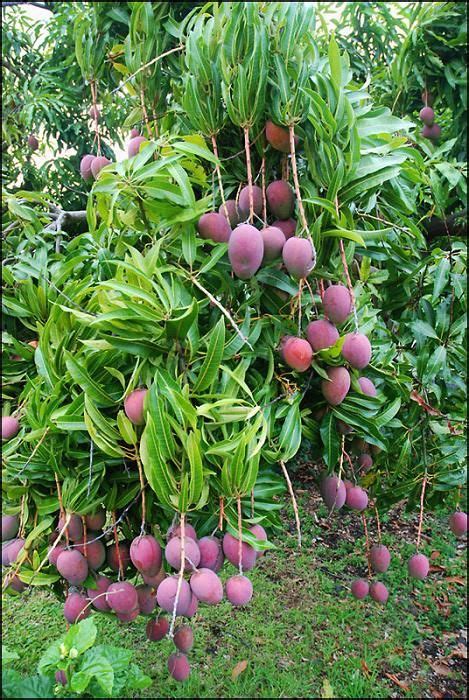 Types Of Mangoes In Hawaii