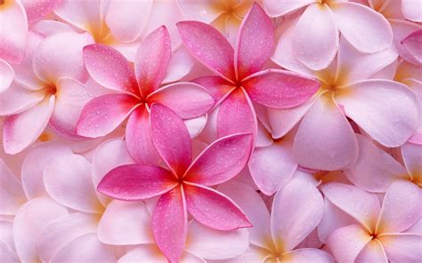 Tropical Plumeria Wallpapers Hd Wallpapers Id 5710