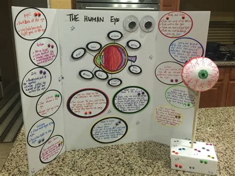 The Human Eye Model 3rd Grade Project Science Fair Projects Kids