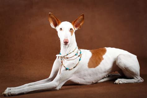 ibizan hound dogs breed information omlet