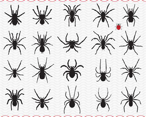Svg Spiders Siluetas Negras Clipart Digital Archivos Eps 