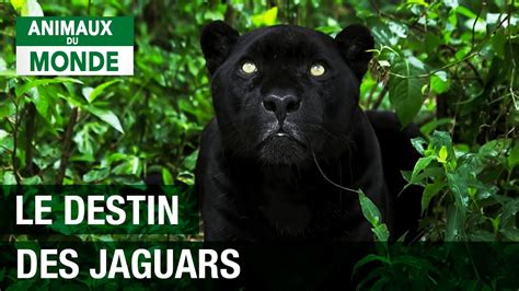 Jaguar Le Destin Dune Espèce Menacée Documentaire Animalier Hd