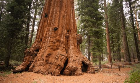 Biggest Tree In The World Visual Guide To Largest Trees On Earth