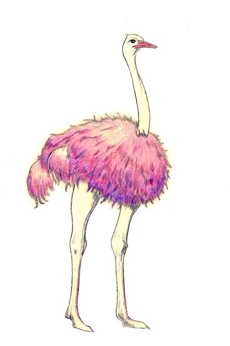 Pink Ostrich Art Print Of An Original Drawing Available Etsy