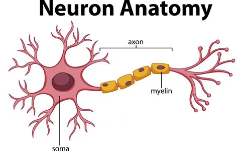 Brain Anatomy And How The Brain Works Ryanbenhammm
