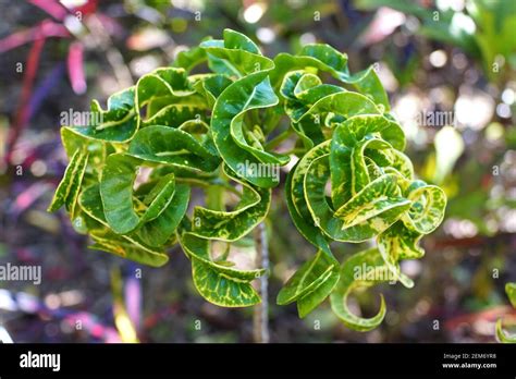 Rams Horn Hi Res Stock Photography And Images Alamy