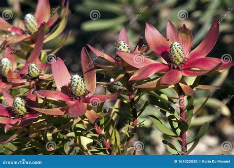 Flower Stems Of A Leucadendron X Laureolum Or Safari Sunset Protea
