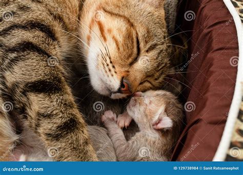 The Mother Cat Is Nursing Newborn Kitten Stock Photo Image Of