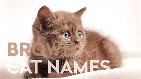 Brown Cat Names 50 Ideas For Warm Colored Cats