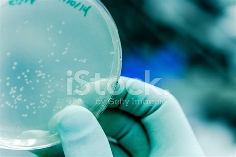 Maybe you would like to learn more about one of these? Bacteria Culture for Cell Experimentation Stock Photos ...