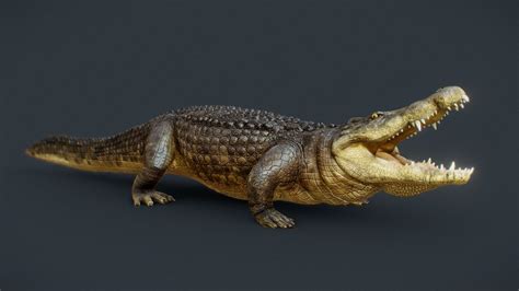 African Crocodile 3d Model By Aidinsalsabili D7881fe Sketchfab