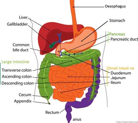 Digestive System For Kids Human Digestive System Human Body Facts