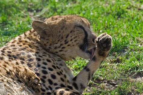 Cheetah Licks By Fpanther On Deviantart
