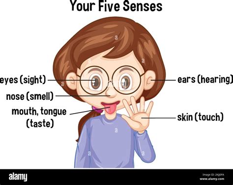 The Five Senses Hearing Stock Vector Images Alamy