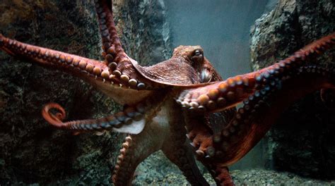 Unveiling The Secrets Of The Giant Pacific Octopus A Magnificent