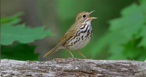 Ovenbird Life History All About Birds Cornell Lab Of Ornithology