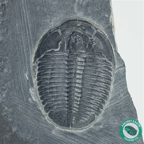 128 Elrathia Trilobite Fossil Utah Trilobites