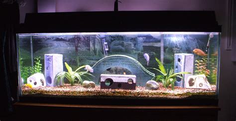 Freshwater Fish Tank Decoration Ideas Conchita Giron