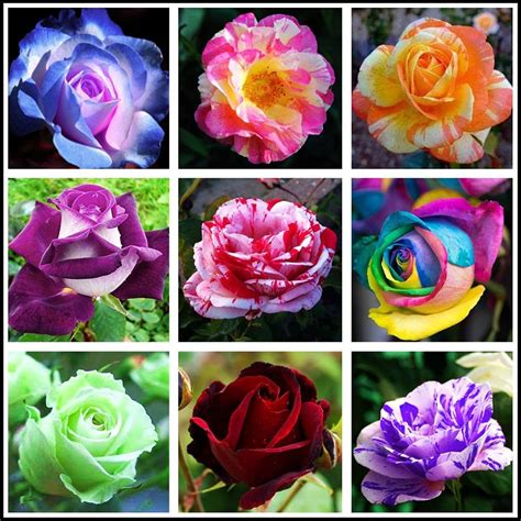 Bonsai Roses 30pcs Germany Purple Dragon Rose Seeds