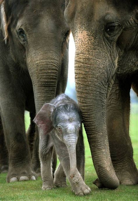 Pin By Brittney Cook Jones On Animals Ü Elephant Cute Animals