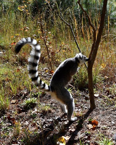 Ring Tailed Lemur Scent Marking And Breeding Season Duke Lemur Center