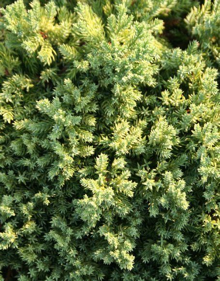 How to care for japanese juniper this is one of the easiest plants for which to care. Juniperus procumbens 'Nana' - Moon Nurseries