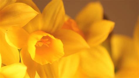 Slow Rotating Daffodil Petals Close Up Stock Footage Sbv 300030360