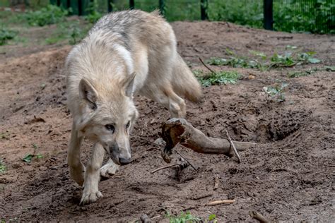 Hudson Bay Wolf 4 Monate Alt Dierkes ⎟ Fotografie ⎟tierfotografie⎟tfp