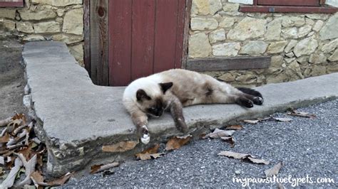 How To Help Feral Cats On National Feral Cat Day Pawsitively Pets