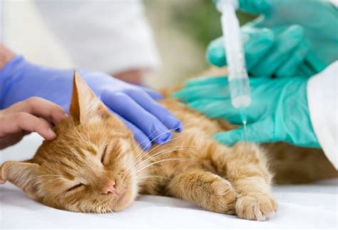 He should se a vet immediately as this could be a treatable condition. The 5 Stages of Feline Urinary Tract Blockage - Catster