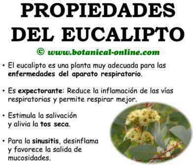 Propiedades Del Eucalipto Botanical Online