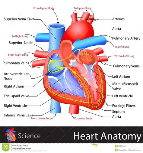 Anatomie De Coeur Illustration De Vecteur Illustration Du Anatomie