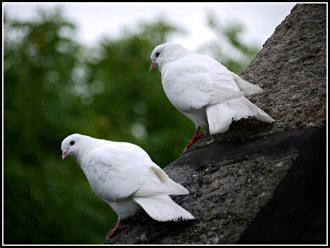 Pure White Doves Come To Visit Birds And The Bees White Doves Pure