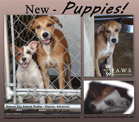 Features Three Puppies Available For Adoption At Shelter