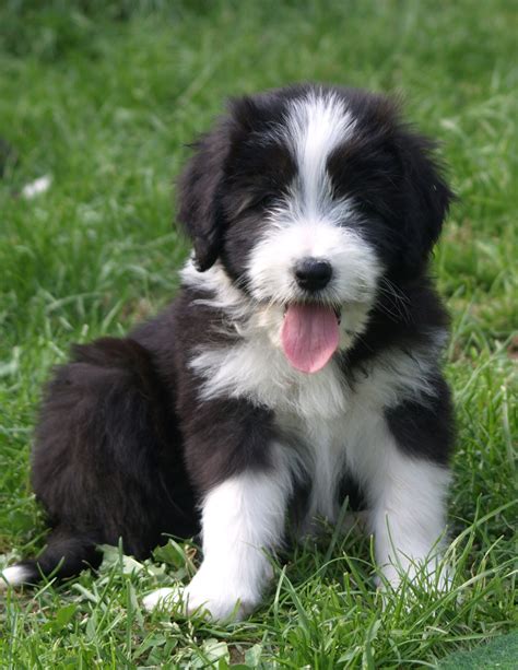 Bearded Collie Puppies Rescue Pictures Information Temperament