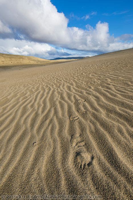 Landscape Of The Great Kobuk Sand Dunes Kobuk Valley National Park