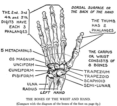 Anatomy Lessons Hand Bone Human Anatomy Chart