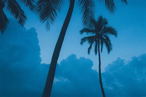 519027 Beach Blue Cloud Clouds Palm Palm Tree Palm Trees Palms