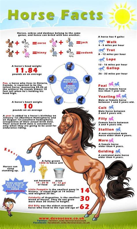 Interesting Facts About Horses Infographic Interesting Facts About