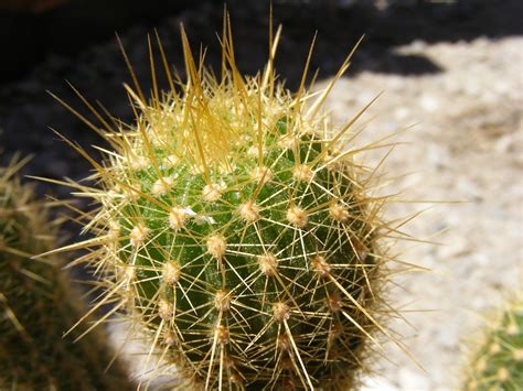 Cactus Cacti Nature · Free Photo On Pixabay