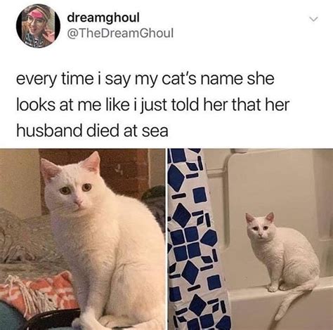 The best memes from instagram, facebook, vine, and twitter about its saturday meme. 35 Cat Memes That Are Absolutely PURRRfect for Your ...