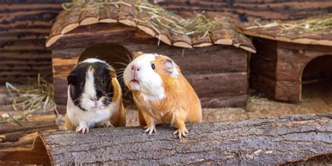 Keeping Guinea Pigs Warm In Winter Pdsa