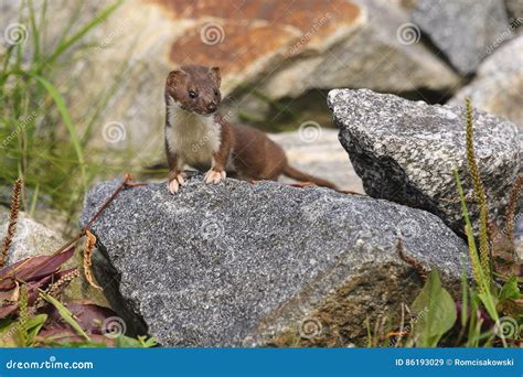 Weasel Mustela Nivalis During Hunting For Rodents Stock Image Image