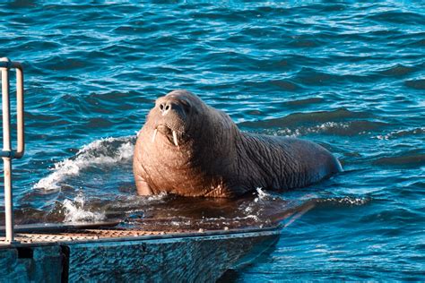 Wally The Walrus Spotted Off Ireland After Leaving Isles Of Scilly
