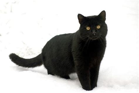 💕 Beautiful Black Cats 💕♥ Cats Cat Obsession Black Cat