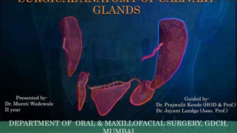 Surgical Anatomy Of Salivary Glands Ppt