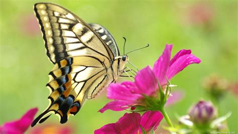 Butterfly On Pink Flower Wallpapers And Images