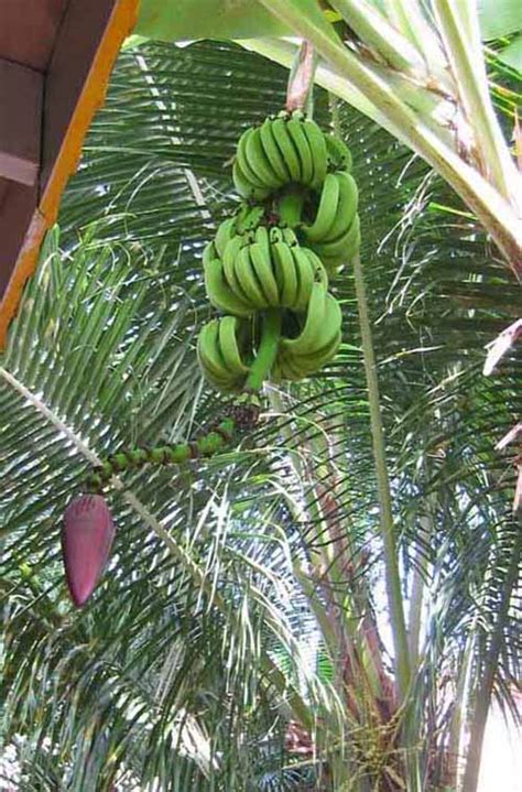 Tally man, tally me banana. Banana Boat Song