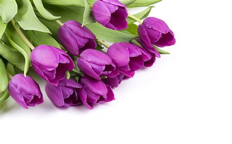 Purple And White Tulip Bouquet