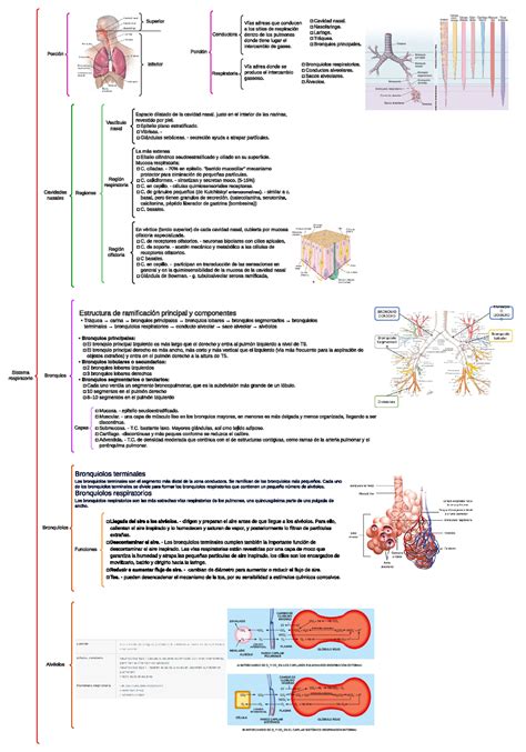 Sistema respiratorio Cuadro sinóptico Sistema respiratorio Porción